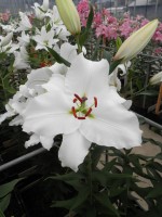 [1836 Signum No01.JPG]